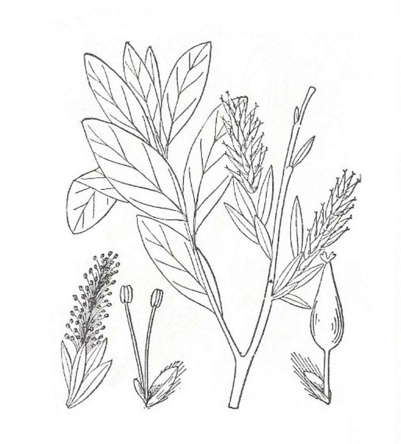 Silhouette by Parts - Line Drawing<br>(Origin of the Specimen: Britton and Brown)