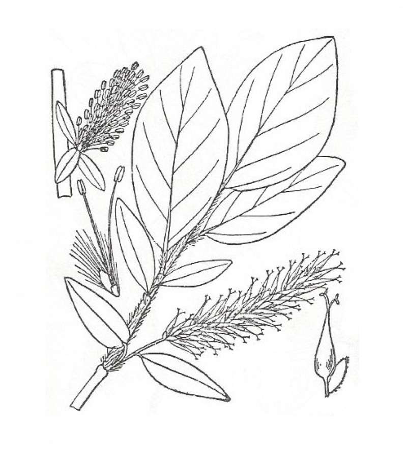 Silhouette by Parts - Line Drawing<br>(Origin of the Specimen: Britton and Brown)