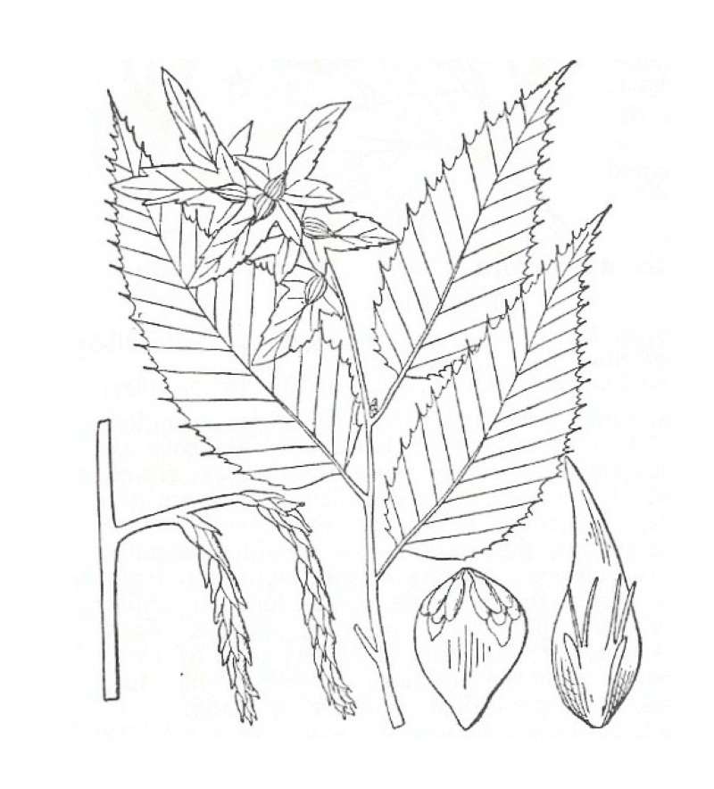 Silhouette by Parts - Line Drawing<br>(Origin of the Specimen: Britton and Brown)