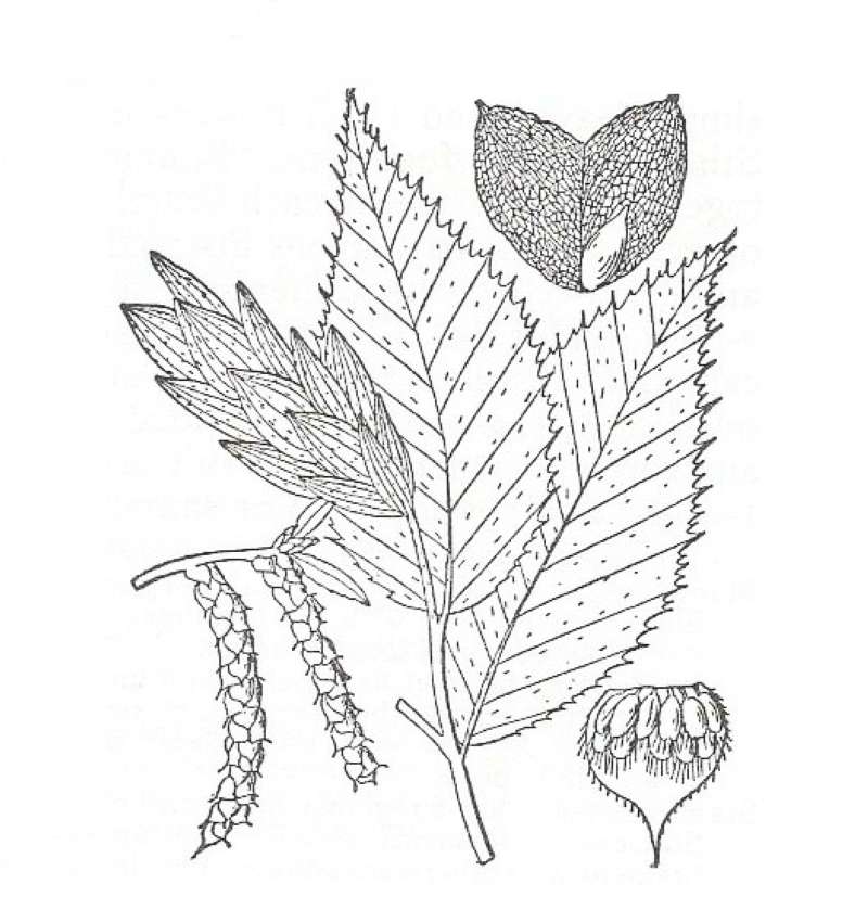 Silhouette by Parts - Line Drawing<br>(Origin of the Specimen: Britton and Brown)
