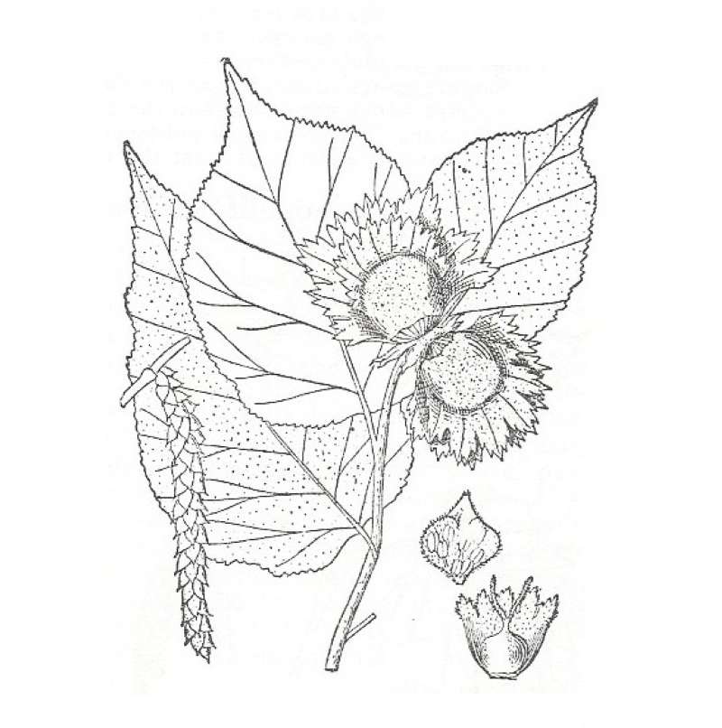 Silhouette by Parts - Line Drawing<br>(Origin of the Specimen: Britton and Brown)