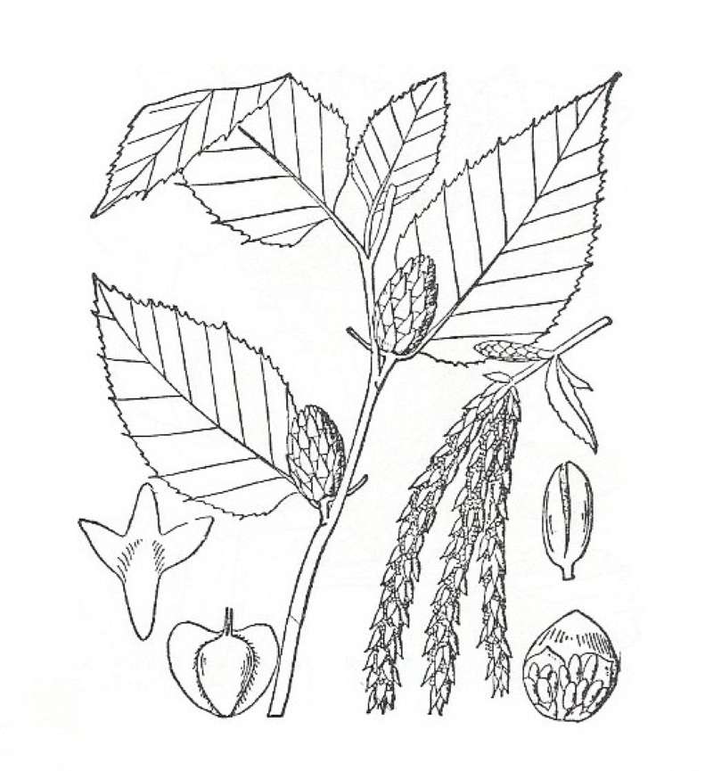 Silhouette by Parts - Line Drawing<br>(Origin of the Specimen: Britton and Brown)