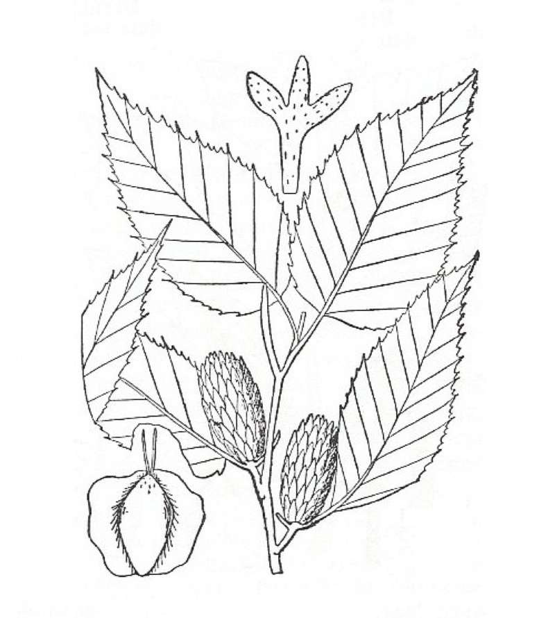 Silhouette by Parts - Line Drawing<br>(Origin of the Specimen: Britton and Brown)