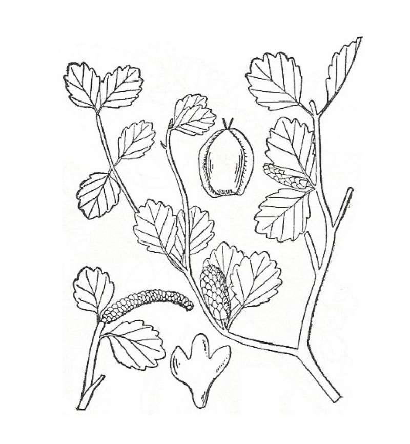 Silhouette by Parts - Line Drawing<br>(Origin of the Specimen: Britton and Brown)