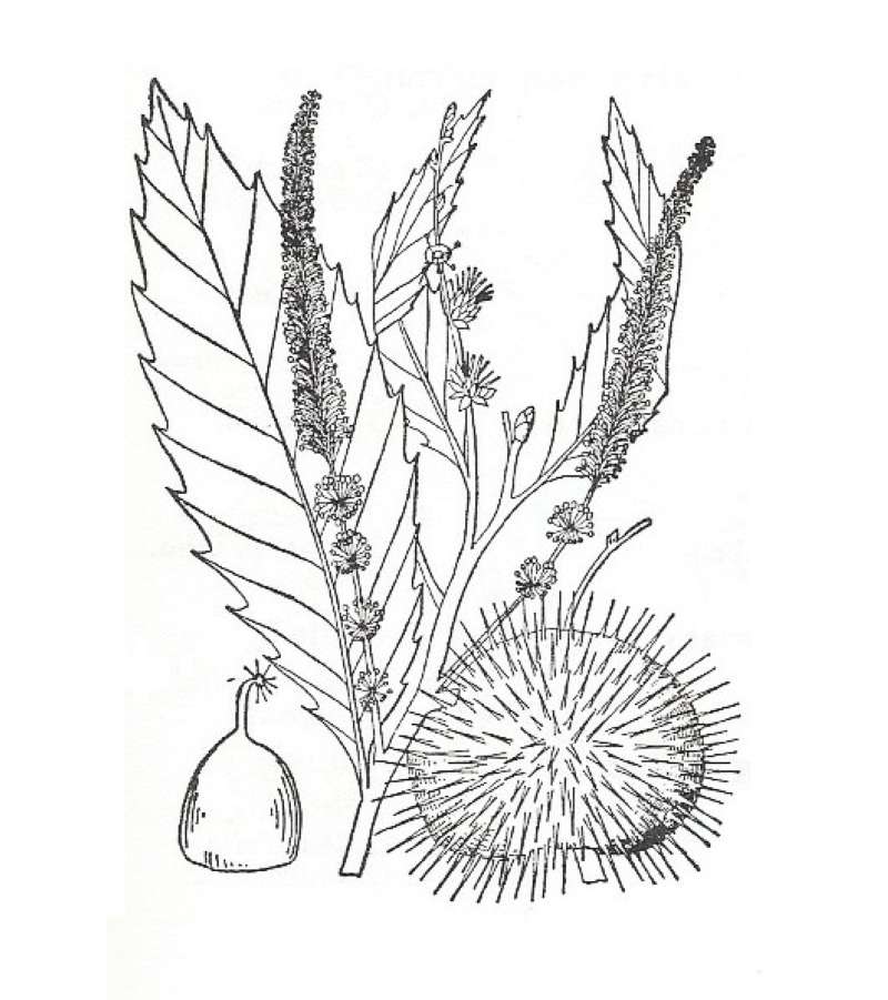 Silhouette by Parts - Line Drawing<br>(Origin of the Specimen: Britton and Brown)