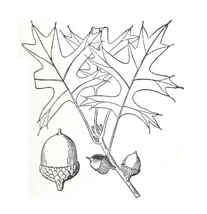 Silhouette by Parts - Line Drawing<br>(Origin of the Specimen: Britton and Brown)