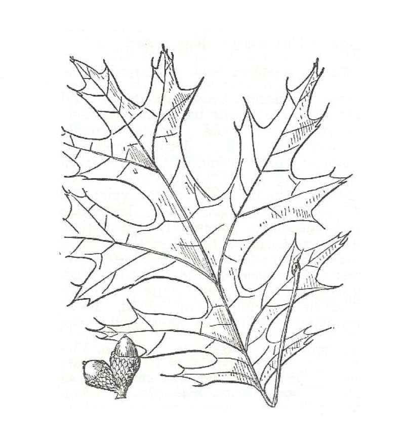 Silhouette by Parts - Line Drawing<br>(Origin of the Specimen: Britton and Brown)
