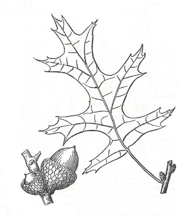 Silhouette by Parts - Line Drawing<br>(Origin of the Specimen: Britton and Brown)
