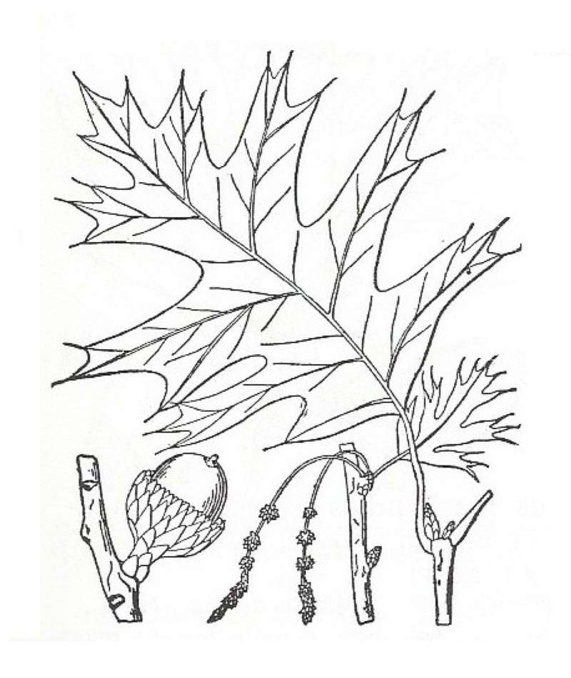 Silhouette by Parts - Line Drawing<br>(Origin of the Specimen: Britton and Brown)