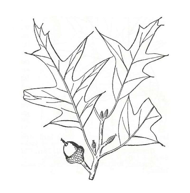 Silhouette by Parts - Line Drawing<br>(Origin of the Specimen: Britton and Brown)