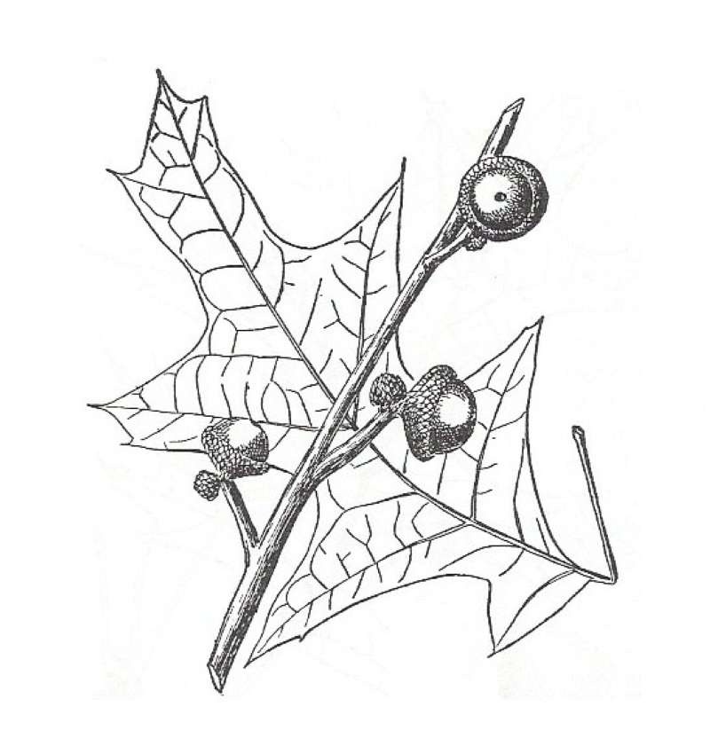 Silhouette by Parts - Line Drawing<br>(Origin of the Specimen: Britton and Brown)