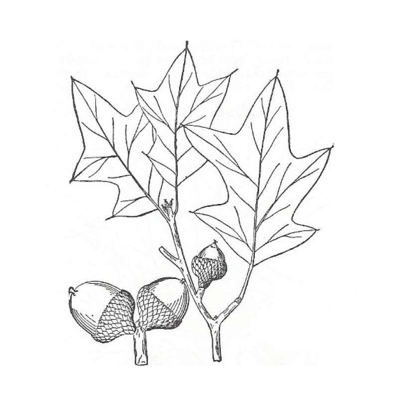 Silhouette by Parts - Line Drawing<br>(Origin of the Specimen: Britton and Brown)