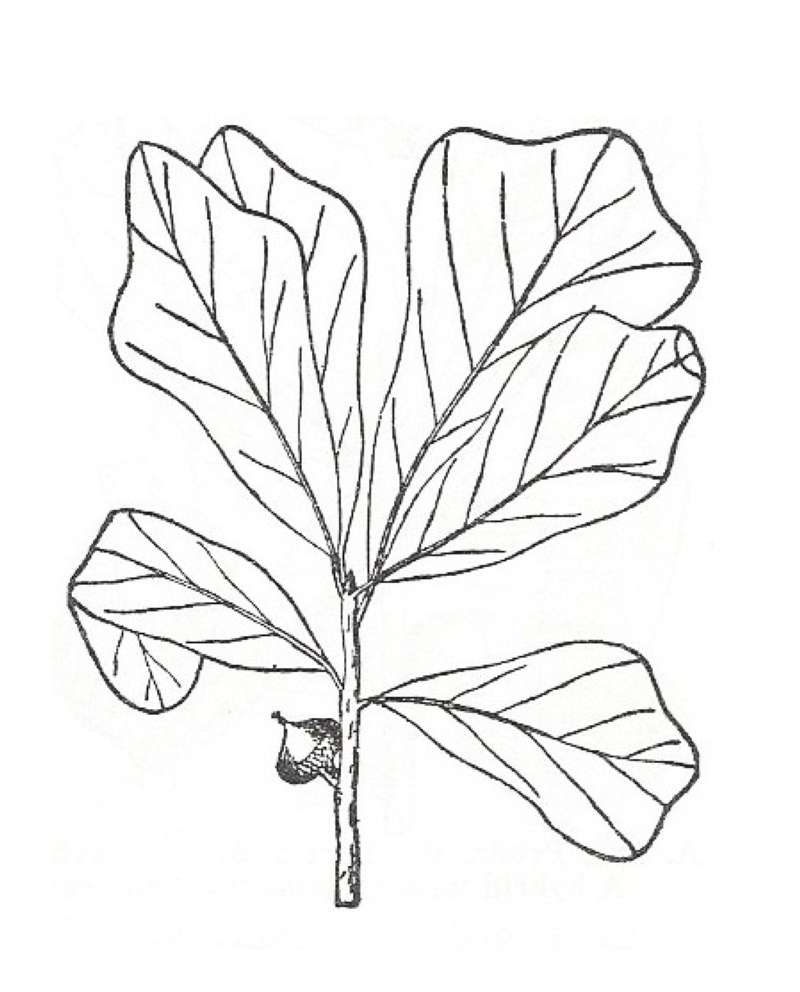 Silhouette by Parts - Line Drawing<br>(Origin of the Specimen: Britton and Brown)