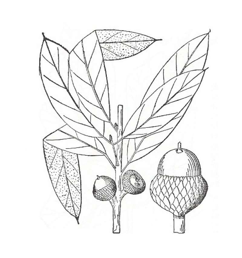 Silhouette by Parts - Line Drawing<br>(Origin of the Specimen: Britton and Brown)