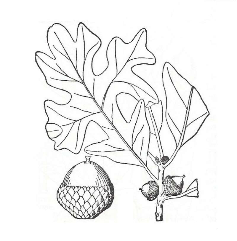 Silhouette by Parts - Line Drawing<br>(Origin of the Specimen: Britton and Brown)