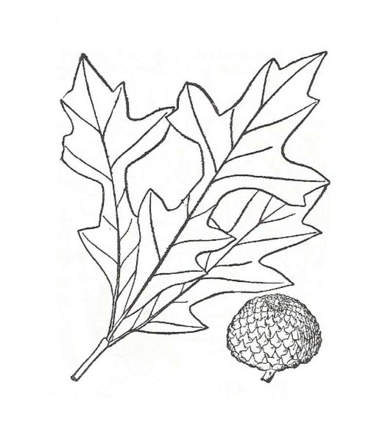 Silhouette by Parts - Line Drawing<br>(Origin of the Specimen: Britton and Brown)