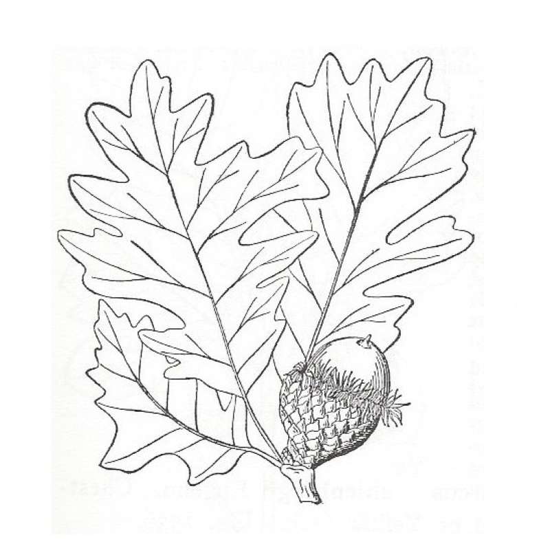 Silhouette by Parts - Line Drawing<br>(Origin of the Specimen: Britton and Brown)