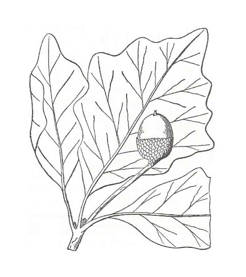 Silhouette by Parts - Line Drawing<br>(Origin of the Specimen: Britton and Brown)