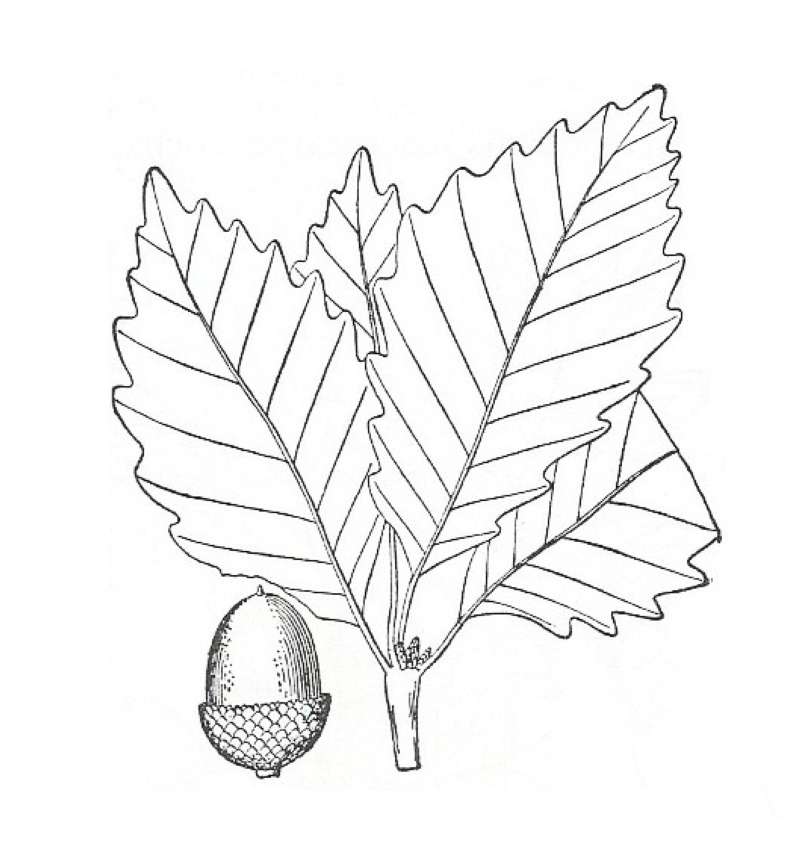 Silhouette by Parts - Line Drawing<br>(Origin of the Specimen: Britton and Brown)