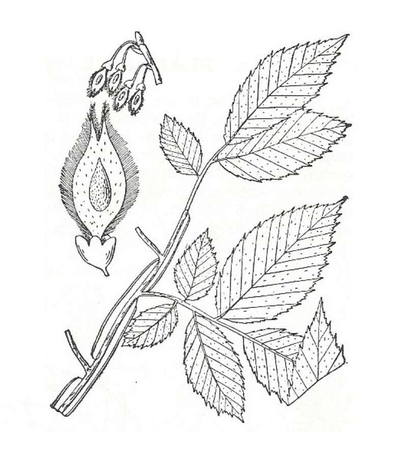 Silhouette by Parts - Line Drawing<br>(Origin of the Specimen: Britton and Brown)