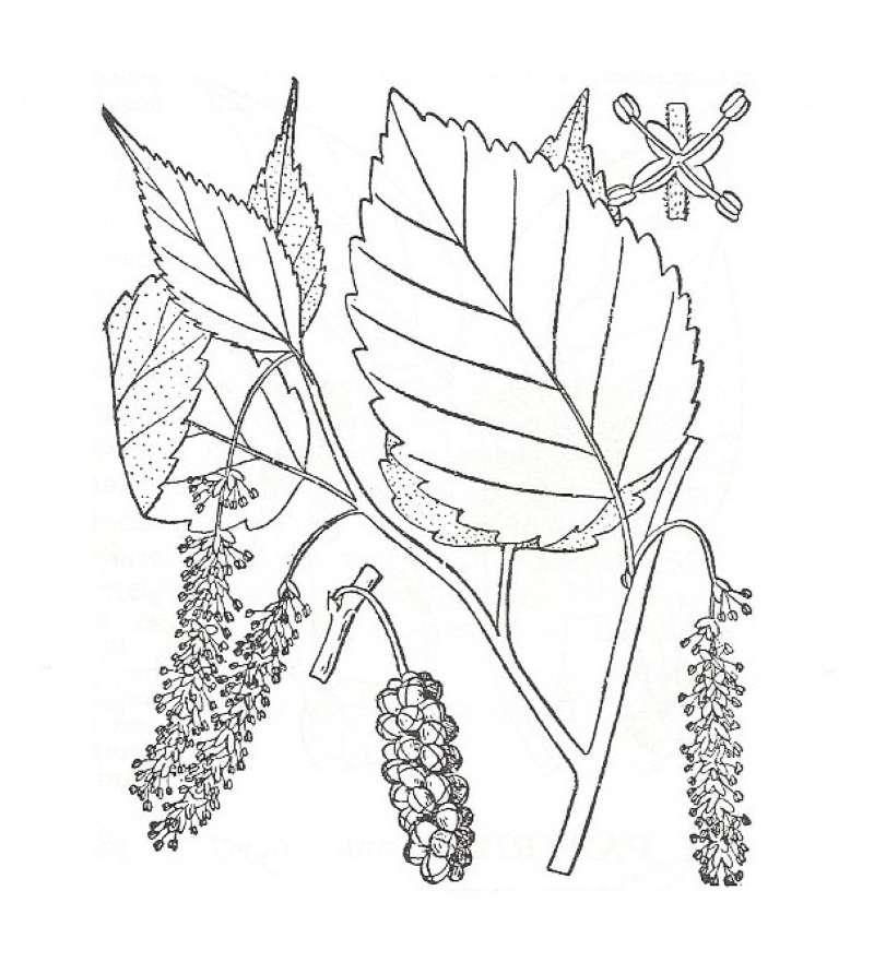 Silhouette by Parts - Line Drawing<br>(Origin of the Specimen: Britton and Brown)