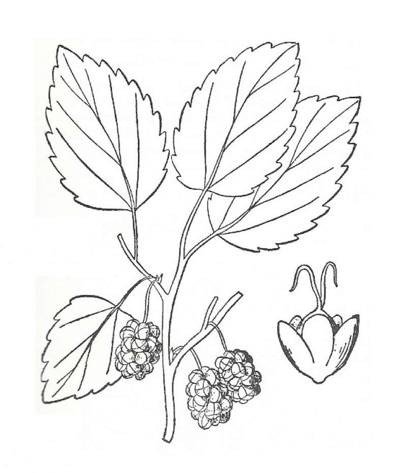 Silhouette by Parts - Line Drawing<br>(Origin of the Specimen: Britton and Brown)