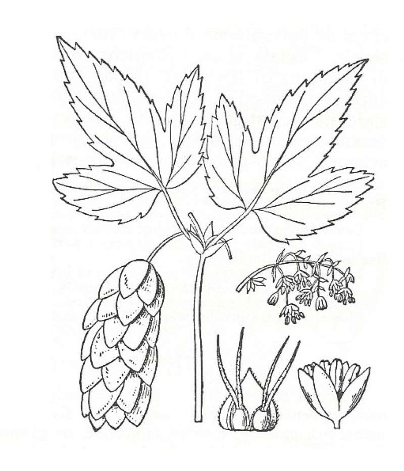 Silhouette by Parts - Line Drawing<br>(Origin of the Specimen: Britton and Brown)