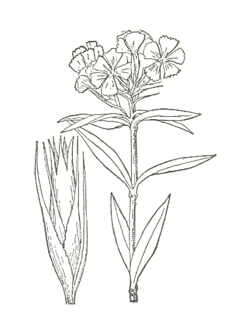 Silhouette by Parts - Line Drawing<br>(Origin of the Specimen: Britton and Brown)