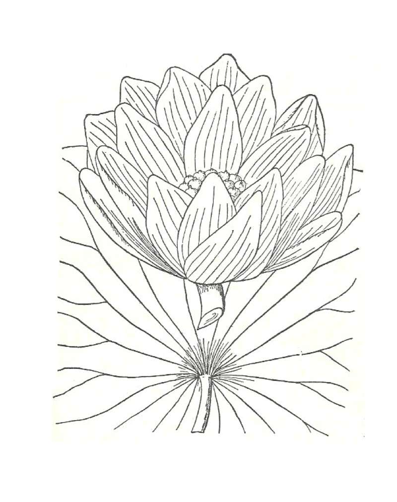 Silhouette by Parts - Line Drawing<br>(Origin of the Specimen: Britton and Brown)