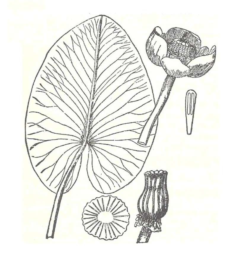 Silhouette by Parts - Line Drawing<br>(Origin of the Specimen: Britton and Brown)