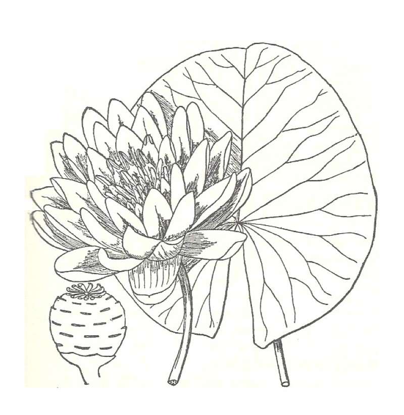 Silhouette by Parts - Line Drawing<br>(Origin of the Specimen: Britton and Brown)