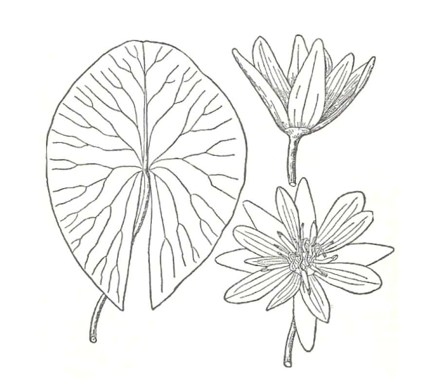 Silhouette by Parts - Line Drawing<br>(Origin of the Specimen: Britton and Brown)