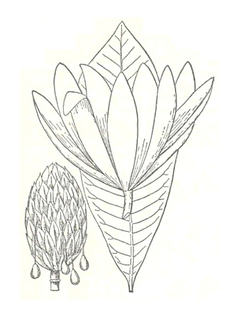 Leaf and Flower<br>(Origin of the Specimen: Britton and Brown)