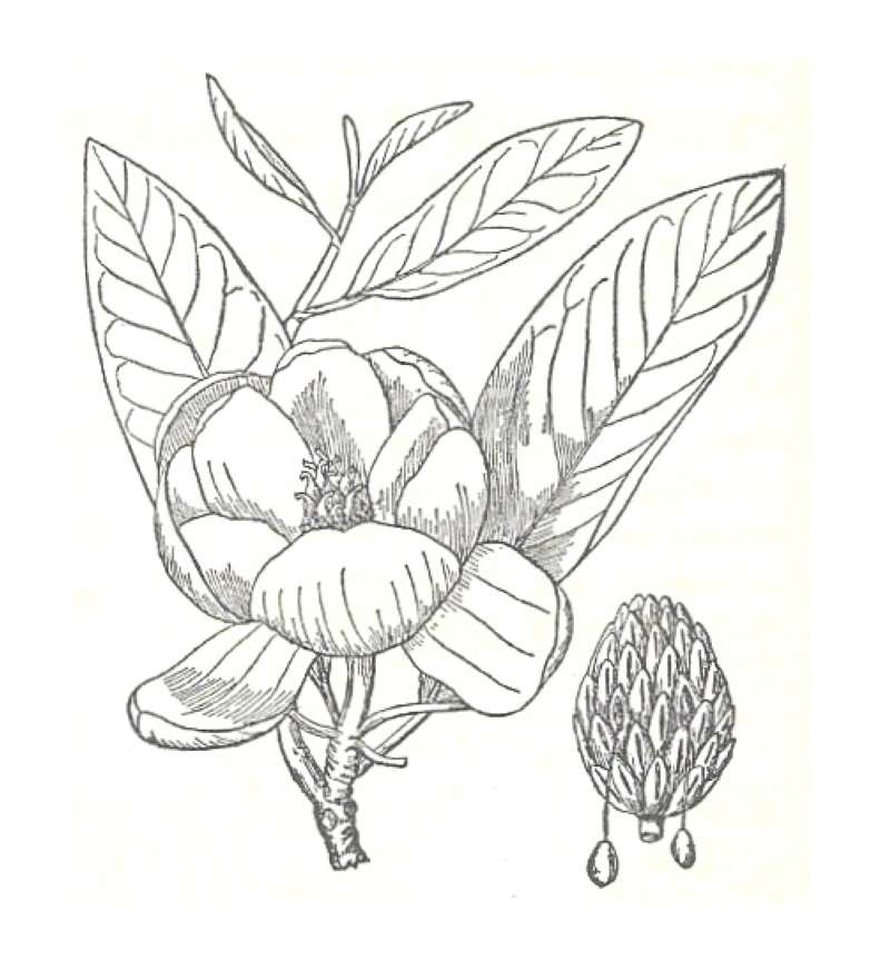 Leaves and Flower<br>(Origin of the Specimen: Britton and Brown)