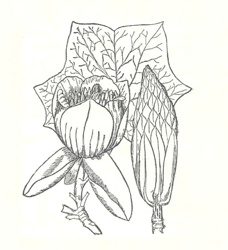Silhouette by Parts<br>(Origin of the Specimen: Britton and Brown)