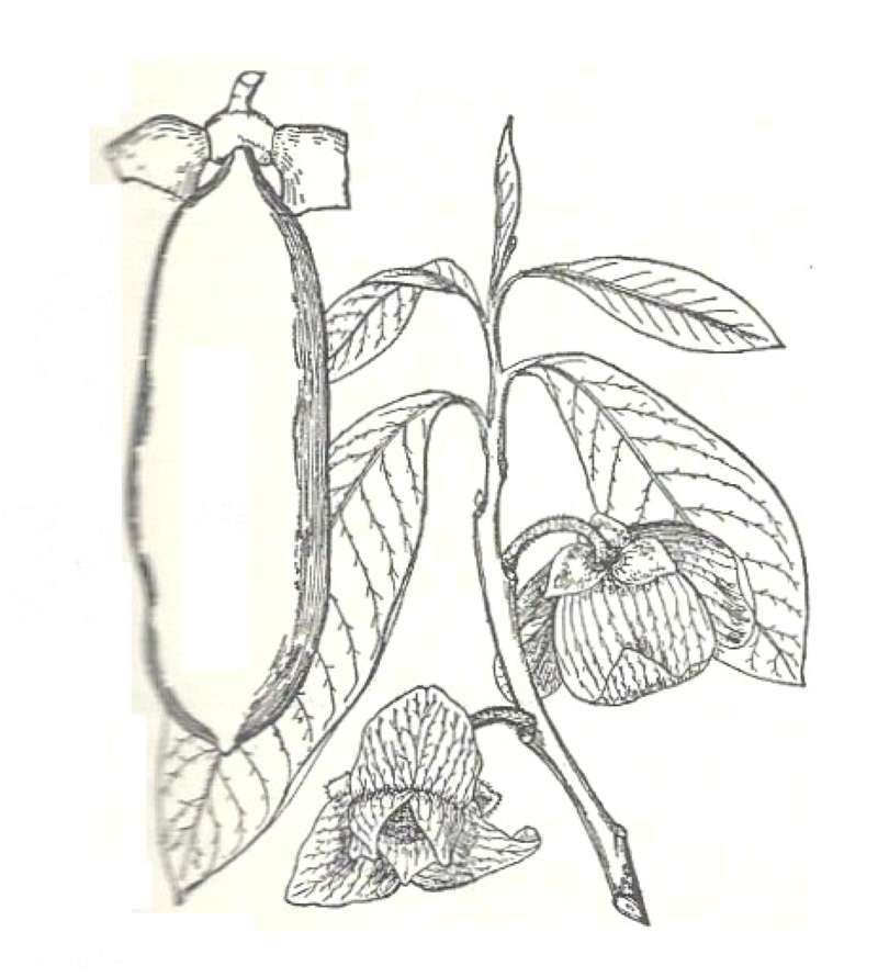 Silhouette by Parts<br>(Origin of the Specimen: Britton and Brown)