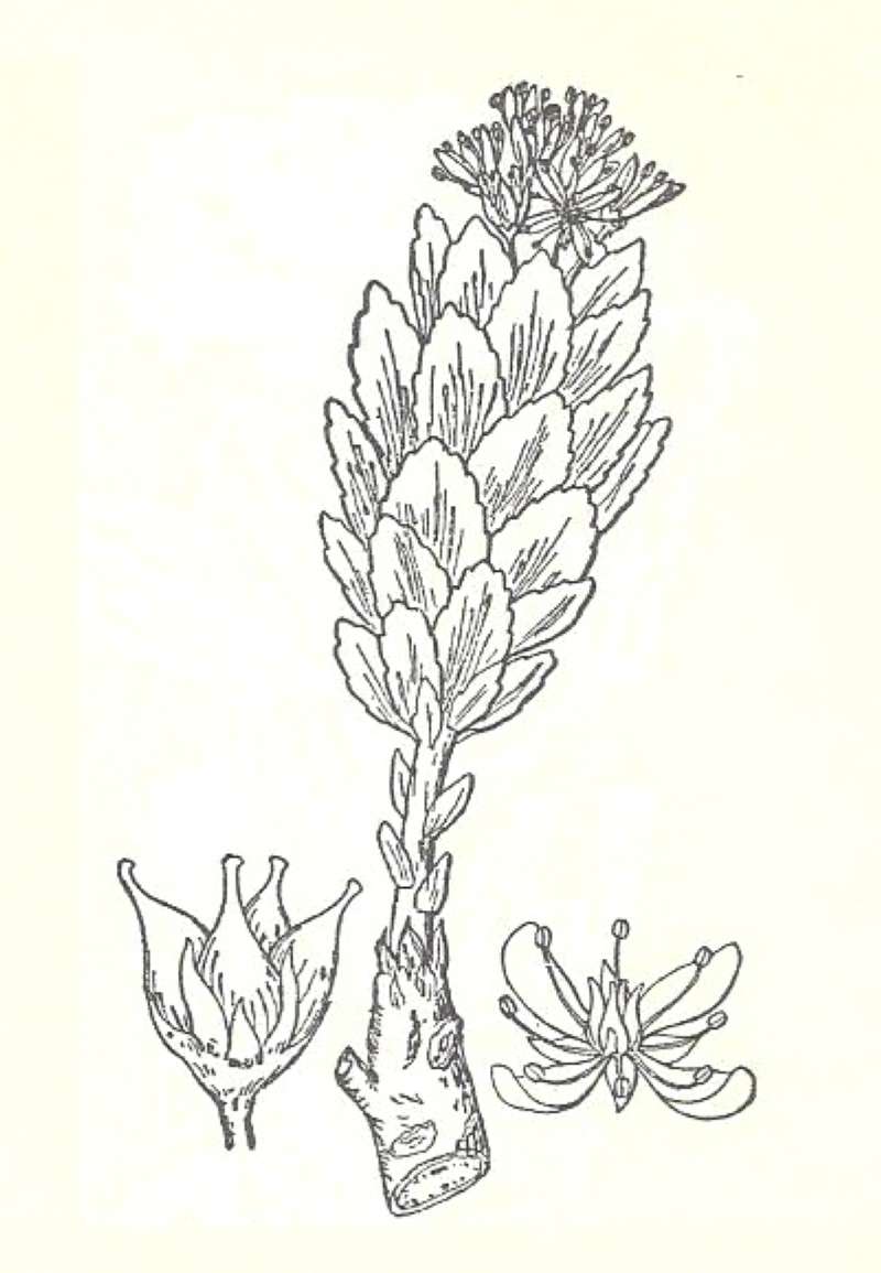 Silhouette by Parts<br>(Origin of the Specimen: Britton and Brown)