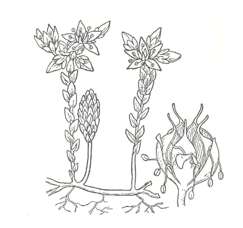 Silhouette by Parts<br>(Origin of the Specimen: Britton and Brown)