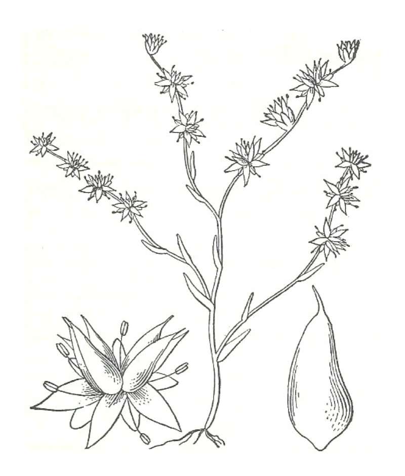 Silhouette by Parts<br>(Origin of the Specimen: Britton and Brown)