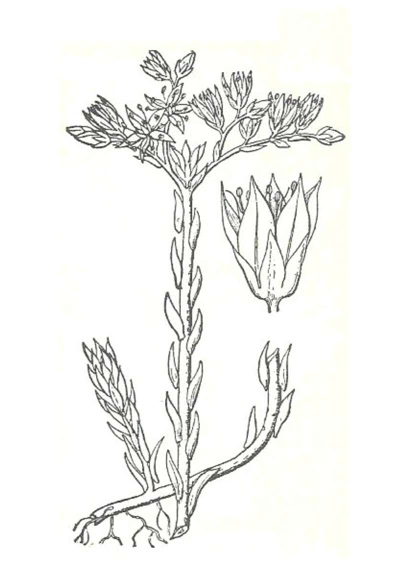 Silhouette by Parts<br>(Origin of the Specimen: Britton and Brown)