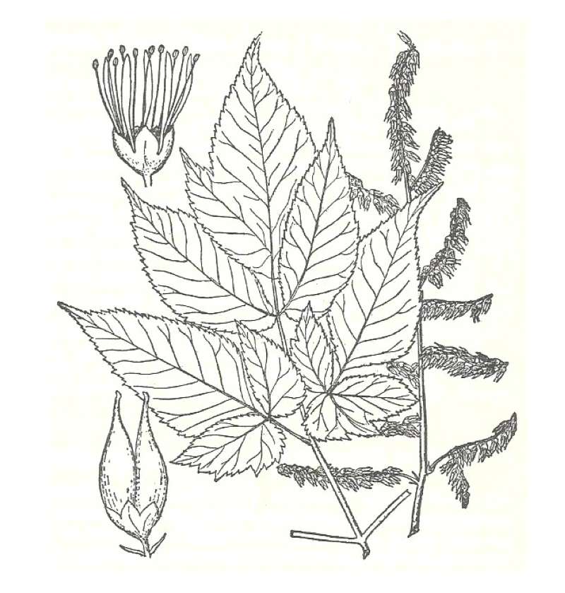 Silhouette by Parts<br>(Origin of the Specimen: Britton and Brown)