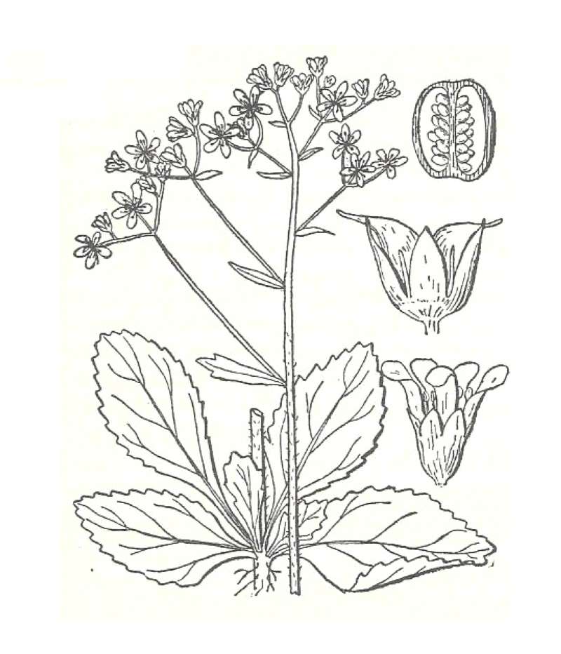 Silhouette by Parts<br>(Origin of the Specimen: Britton and Brown)
