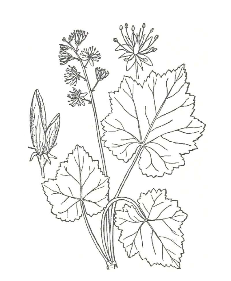 Silhouette by Parts<br>(Origin of the Specimen: Britton and Brown)