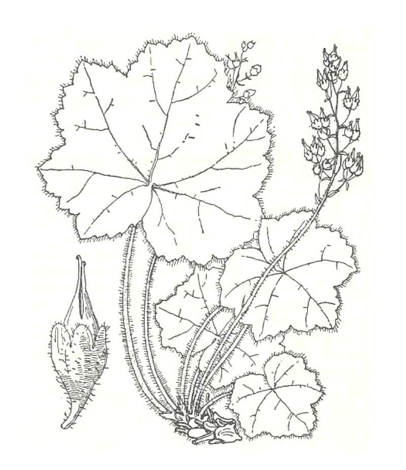 Silhouette by Parts<br>(Origin of the Specimen: Britton and Brown)