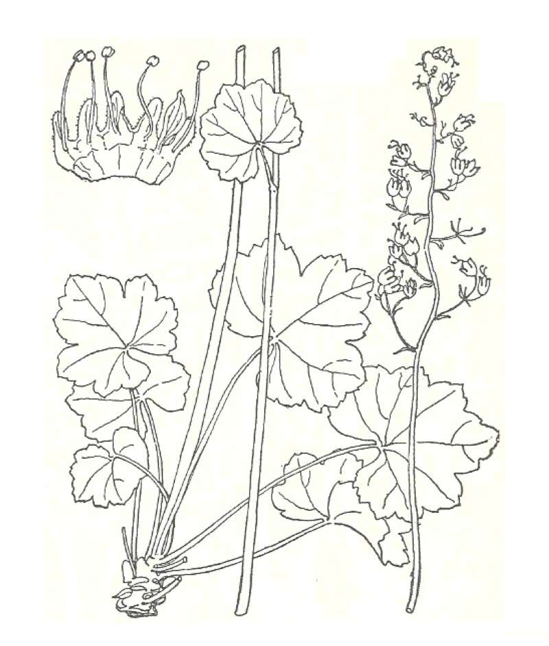 Silhouette by Parts<br>(Origin of the Specimen: Britton and Brown)