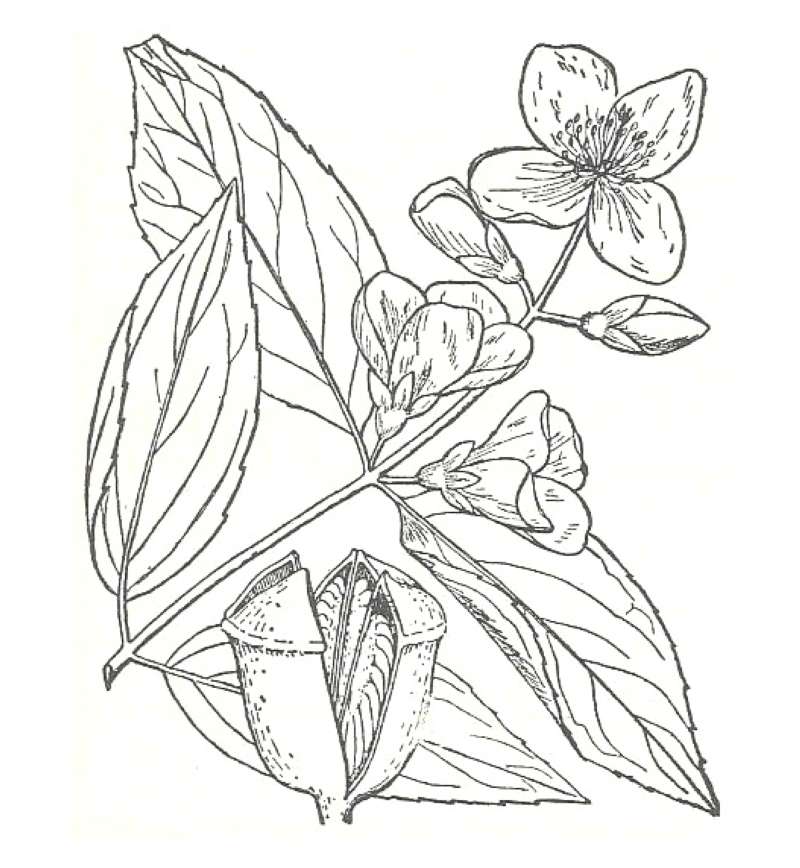 Silhouette by Parts<br>(Origin of the Specimen: Britton and Brown)