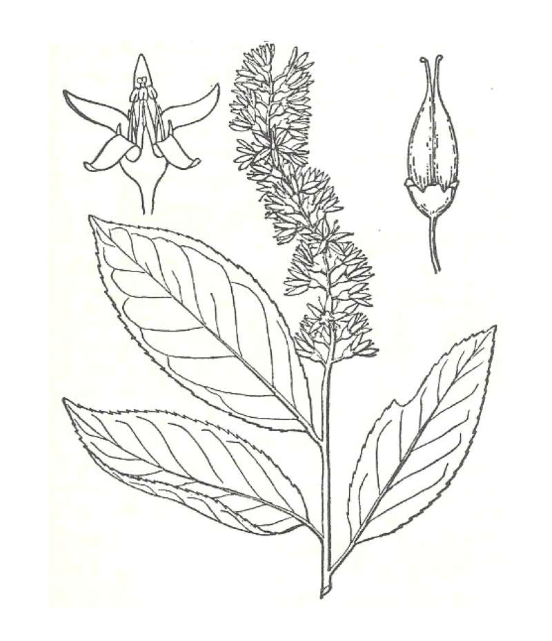 Silhouette by Parts<br>(Origin of the Specimen: Britton and Brown)