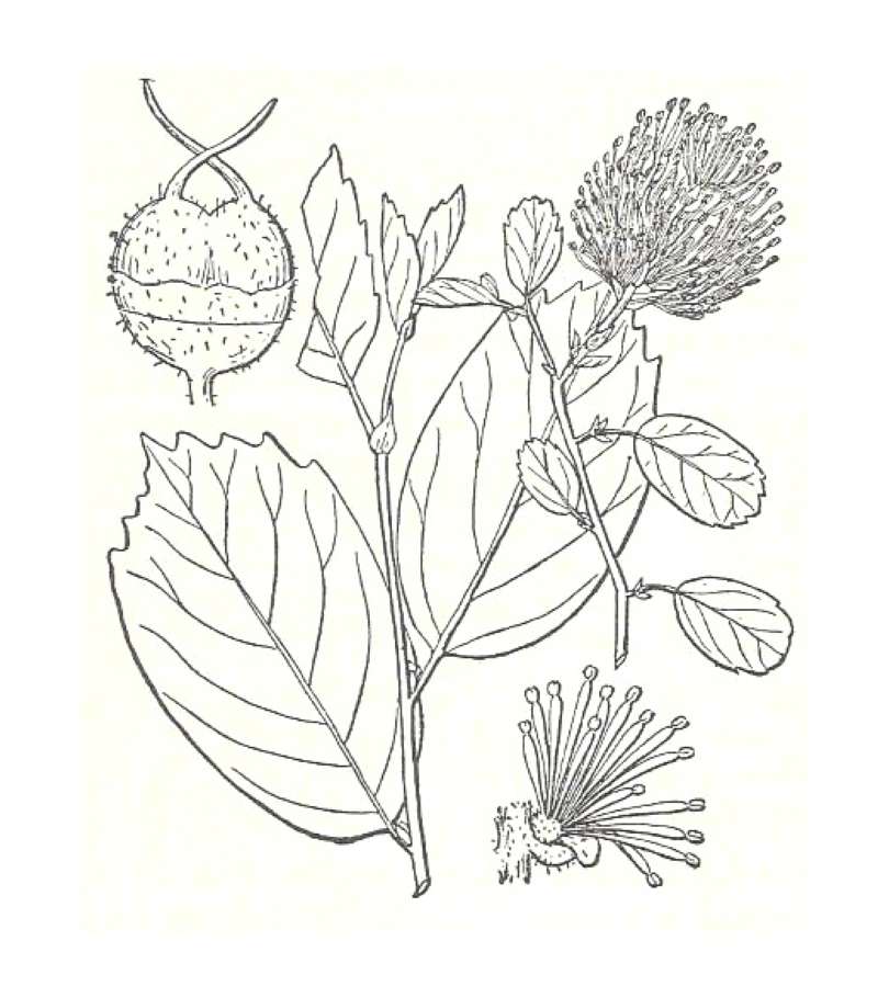 Silhouette by Parts<br>(Origin of the Specimen: Britton and Brown)