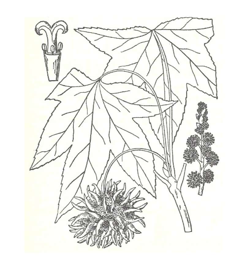 Silhouette by Parts<br>(Origin of the Specimen: Britton and Brown)