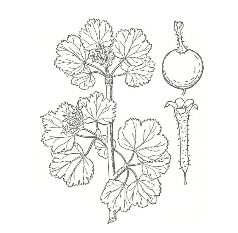 Silhouette by Parts<br>(Origin of the Specimen: Britton and Brown)